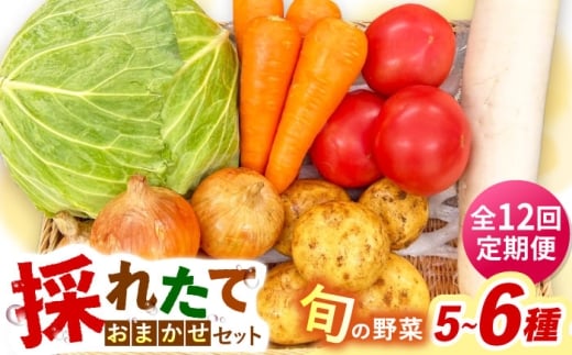 【全12回定期便】採れたてお野菜おまかせセット（5～6種）/ 野菜 やさい 野菜セット 野菜詰め合わせ 詰め合わせ セット / 大村市 / かとりストアー [ACAN128]