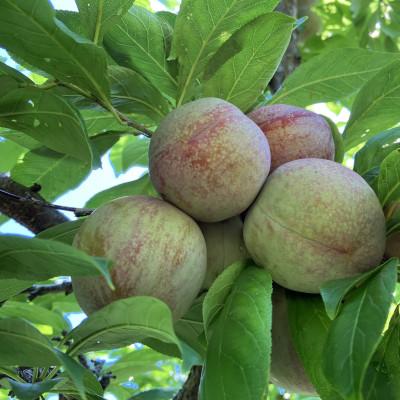 ふるさと納税 南アルプス市 【2026年発送/先行受付】すももソルダム　大玉2L〜4Lサイズ1.8kg(約16~20玉) |  | 02