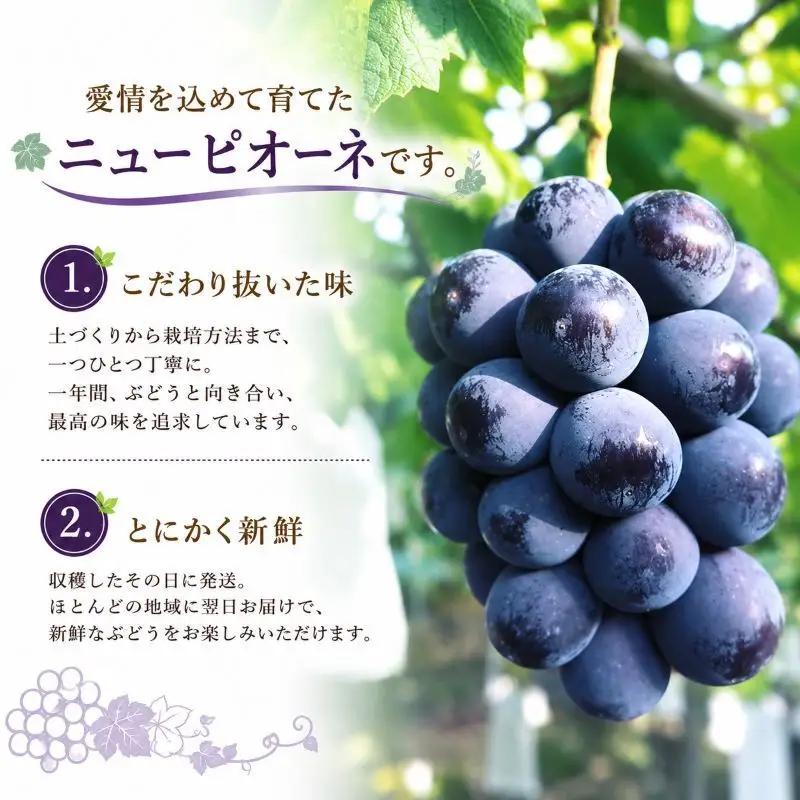 ニューピオーネ 赤迫農園 岡山県産 ニューピオーネ【2kg 3〜4房】【先行予約】