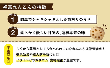 【先行予約】【節切り】希少なオーガニック 福富れんこん（洗い）約3kg（1.5kg×2箱） / れんこん 蓮根 レンコン れんこん れんこん れんこん [IBC004]