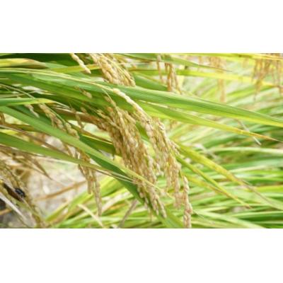 ふるさと納税 臼杵市 令和7年度新米(玄米)1.5kg!栽培期間中、化学肥料等を使わずに育てたから安心安全! |  | 02