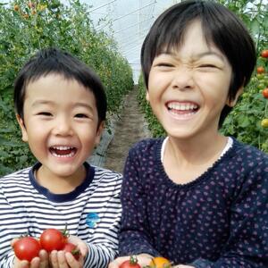 ＜2025年4月中旬よりお届け＞【朝採り】北海道壮瞥町産　春採りグリーンアスパラM～LL混合　約800g【 ふるさと納税 人気 おすすめ ランキング グリーンアスパラ アスパラ あすぱら 野菜 甘い 