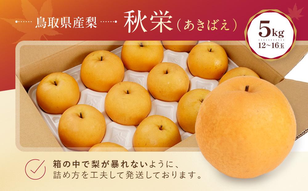 【先行予約】数量限定 鳥取県産梨 秋栄（あきばえ） 5kg（12～16玉）