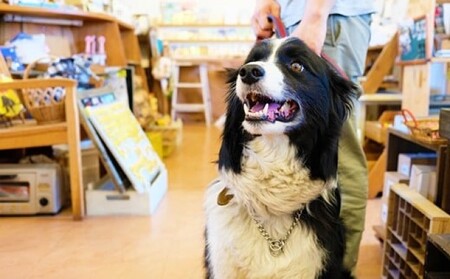 フードスタンド 猫ちゃん想いの猫型 木目 木製 ペット用品 フード皿 ペットグッズ 猫 小型犬 犬 ねこ ネコ いぬ イヌ ペット グッズ 福岡 福岡県 小郡市