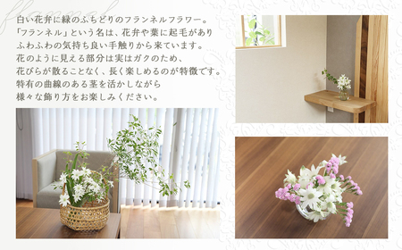 先行予約【2027年2月配送】フランネルフラワー（切り花）花束 1束（60輪）約30本 プレゼント 下呂市 岐阜県 生花 馬瀬 ネイティブフラワー【114-1【2】】