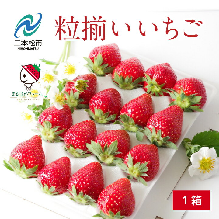 【ふるさと納税】《2026年3月以降順次発送》粒揃い贈答用いちご1箱 いちご ストロベリー 苺 イチゴ 贈答用 フルーツ 果物 おすすめ お中元 お歳暮 ギフト 二本松市 ふくしま 福島県 送料無料 【まるなかファーム株式会社】