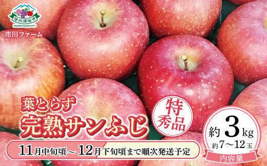 [5657-3419]葉とらず完熟サンふじ特秀品 約3kg (約7～12玉) 《市川ファーム》■2024年発送■※11月中旬頃～12月下旬頃まで順次発送予定