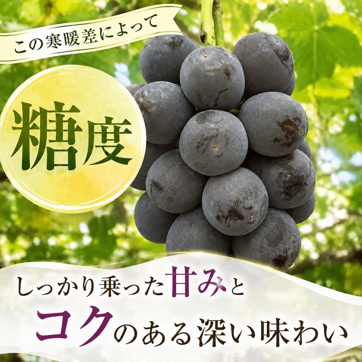＜訳あり＞ 家庭用ピオーネ＆シャインマスカット 約1.2kg｜味はそのまま・ご家庭用におすすめ（チルド配送）《9月中旬-10月下旬出荷予定》期間限定 フルーツ 果物 ぶどう ブドウ 神石高原町 広島県