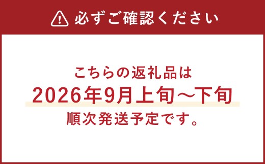 A8【2026年9月中に順次発送予定】シャインマスカット 約1.2kg マスカット ぶどう 葡萄_イメージ4