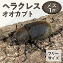 【ふるさと納税】【先着順 数量限定】ヘラクレスオオカブト カブトムシ ヘラクレス メス サイズフリー 福岡県 久留米市 虫 昆虫 成虫 生体 累代飼育 養殖 かぶとむし養殖工房ダイナステスPlus お取り寄せ 送料無料