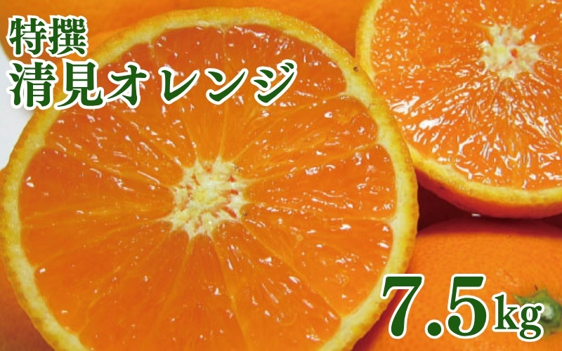 特撰　清見オレンジ 7.5kg+200g(補償分)【2027年2月下旬～5月上旬頃に順次発送予定】【ard262】
