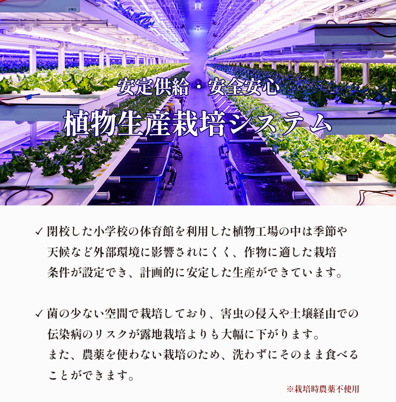 みらい乃野菜 はんなりレタス 10袋 + おケールハン 2袋 12袋 720g 野菜 袋入 水耕栽培 野菜 れたす レタス ケール けーる 葉物 サラダ 高抗酸化値 低硝酸態窒素 小分け 小袋 そのま