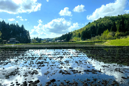 【令和6年産新米】新潟県加茂市 七谷産コシヒカリ 精米10kg 新潟産コシヒカリ 豊かな山水で育った天水米 加茂市 YAGOROU ヤゴロウ