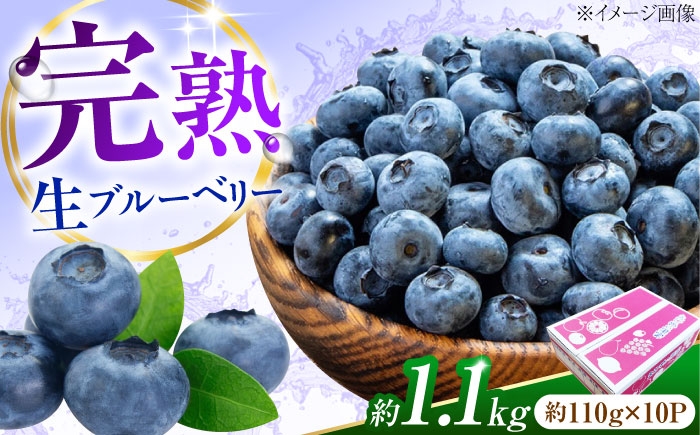 
                  ブルーベリー 生ブルーベリー110ｇ×10パック【7月上旬から8月下旬まで順次発送】 / 冷蔵 フルーツ 果物 ブルーベリー 生 ジャム スムージー ドリンク 手摘み 完熟 ブルーム 鮮度 甘酸っぱい 弾ける アントシアニン 国産旬 新鮮 摘みたて 旬のフルーツ 旬の果物 産直 まとめ買い お取り寄せ プレゼント ギフト 人気 おすすめ / 愛媛県砥部町/西岡さん家のみかん園 [BJBG004]
                