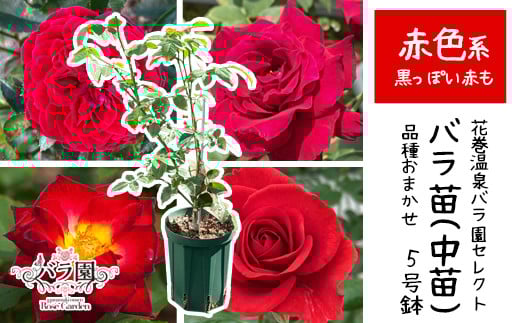 <色で選べる♪>花巻温泉バラ園で育った「バラ中苗」5号サイズ -赤-<2026年3月より発送> 【1860】