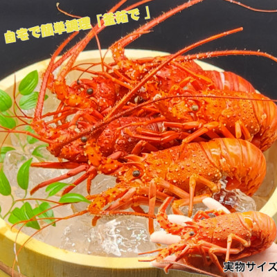 天然伊勢海老・千葉県勝浦産 生冷活〆小サイズ3尾入おためし【刺身OK】贈答【配送不可地域：離島】