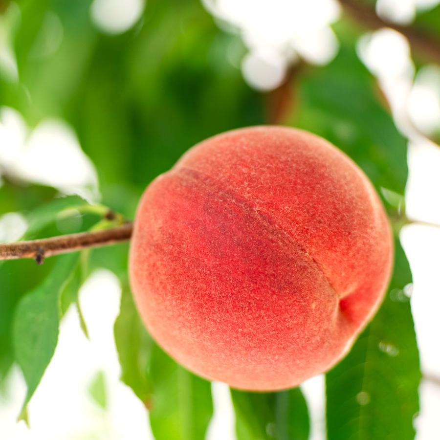 【もったいない！を食べよう】＜晴れの実り。とかちもも＞白桃【訳あり品】2kg