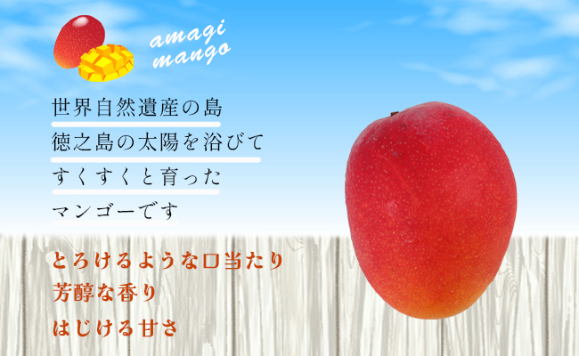 【2024年発送】徳之島 天城町産 完全無加温 完熟 マンゴー 家庭用 2kg