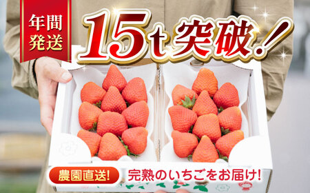 【先行予約】【2025年12月より順次発送】【全5回定期便】いちご 4品種 食べ比べ セット 250g×2P【なかはた農園】[YBI062]