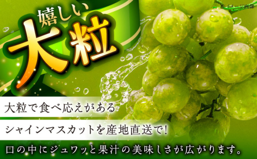 フルーツ【2026年先行予約】【8月初旬頃から順次発送】皮ごと食べれる！シャインマスカット 2房 約800g ぶどう 葡萄 皮ごと 種なし 果物 産直 産地直送 旬 プレミアム マスカット 大粒 甘い
