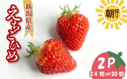 【先行予約】 いちご 越後姫 3L～2L 24粒 or 30粒 朝採り 当日発送 苺 イチゴ えちごひめ 朝どれ 朝摘み 生産者直送 農家 直送 数量限定 季節限定 期間限定 須貝いちご園 新潟 新発田 sugai002