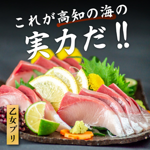 乙女ブリ刺身用 柵600以上 小島水産 乙女ブリ 新鮮ブリ 刺身 ブリしゃぶ 鰤 ブリ鍋