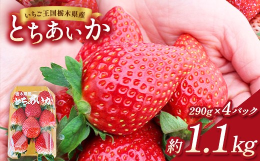 
                  【先行予約】出会いの森いちご園 とちあいか （290g×4パック） | いちご イチゴ 苺 栃木県 果物 くだもの フルーツ とちあいか 新鮮 贈答 ギフト デザート スイーツ ※離島への配送不可 ※2026年12月上旬頃から2027年3月下旬頃に順次発送予定
                