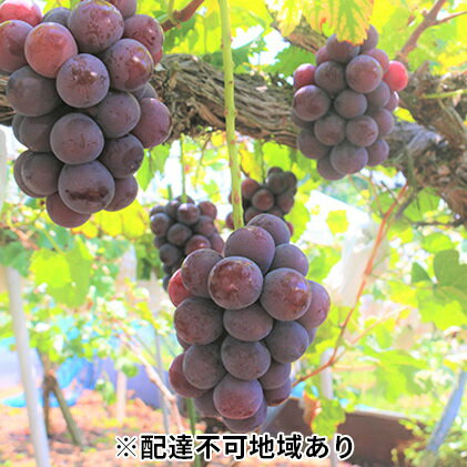 【ふるさと納税】【2025年先行予約】【ご家庭用】ぶどう 岡山県産 ニューピオーネ （ 種無し ） 2kg以上（3～5房） 《2025年9月上旬-中旬頃出荷》 葡萄 ブドウ フルーツ 数量限定 岡山 里庄町 果物 　お届け：2025年9月上旬～2025年9月中旬