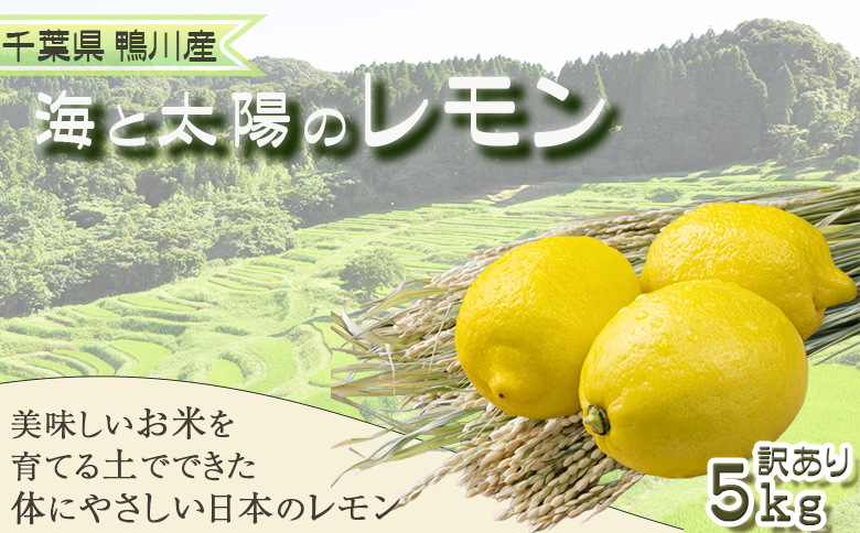 《１月発送》【皮まで食べられる】海と太陽のレモン【訳あり品-優品-】５kg（約40個）　[0011-0058]