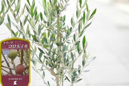 【3鉢セット】オリーブの木 品種：コロネイキ 6号鉢 シンボルツリー_FC12 観葉植物 オリーブ 苗木 ※北海道・沖縄・離島への配送不可