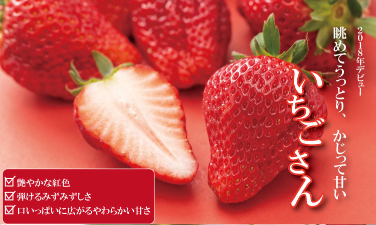 【先行予約（１月から順次出荷】 佐賀ブランド苺「いちごさん」合計1,000g（250g×4セット）凛々苺 いちご イチゴ  農家直送品 果物 くだもの フルーツ 人気 ランキング 高評価 送料無料