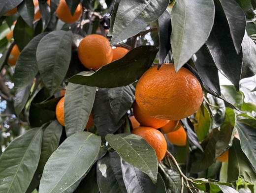 南津海 サイズミックス 約5kg ご家庭用 みかん 愛媛 人気 柑橘 伊豫果園 伊予市｜B388