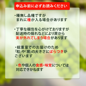 秀品 シャインマスカット 約2kg ( 4 ~ 6房 ) ぶどう 葡萄 マスカット フルーツ 果物 冷蔵 数量限定 おすすめ 愛媛県産 松山市 | ﾏｽｶｯﾄ ﾌﾞﾄﾞｳ ﾏｽｶｯﾄ ﾌﾞﾄﾞｳ ﾏｽ