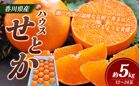 せとか 柑橘 フルーツ ハウスせとか 香川県産 せとか【約5kg】