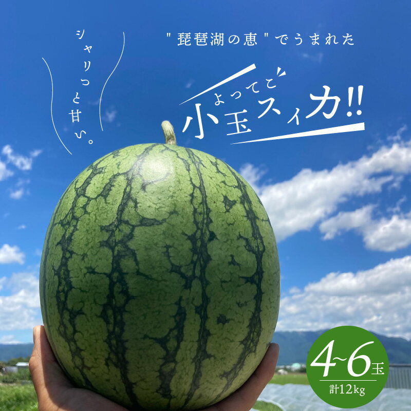 【ふるさと納税】すいか 小玉 1箱 4〜6玉 1玉あたり 2kg 前後 ピノガール5月下旬〜8月中旬まで順次発送 糖度が高い 滋賀県 守山市 よってこファーム お取り寄せ お取り寄せフルーツ デザート 果物 食品 食べ物 送料無料