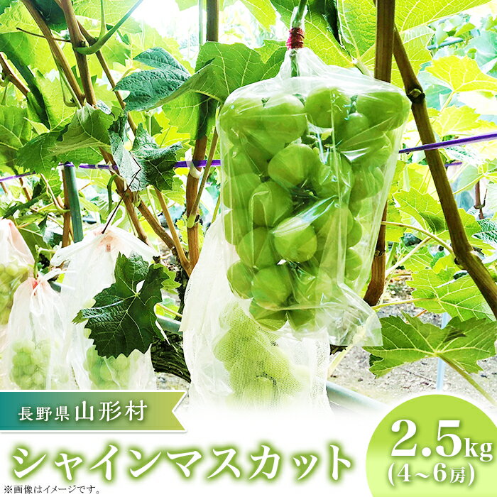 【ふるさと納税】2411 シャインマスカット2.5kg（4～6房）【2025年9月下旬頃発送予定】