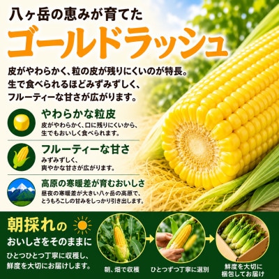 【2週間毎定期便】朝採り出荷　長野県茅野市産　とうもろこし　計約4kg全2回【配送不可地域：離島・北海道・沖縄県】