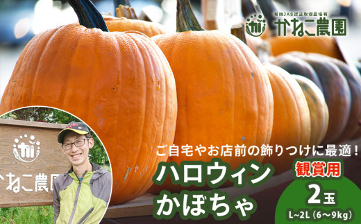 【2026年9月末頃より発送】ハロウィン かぼちゃ 2玉セット 【かねこ農園】 数量限定 セット 南瓜 カボチャ