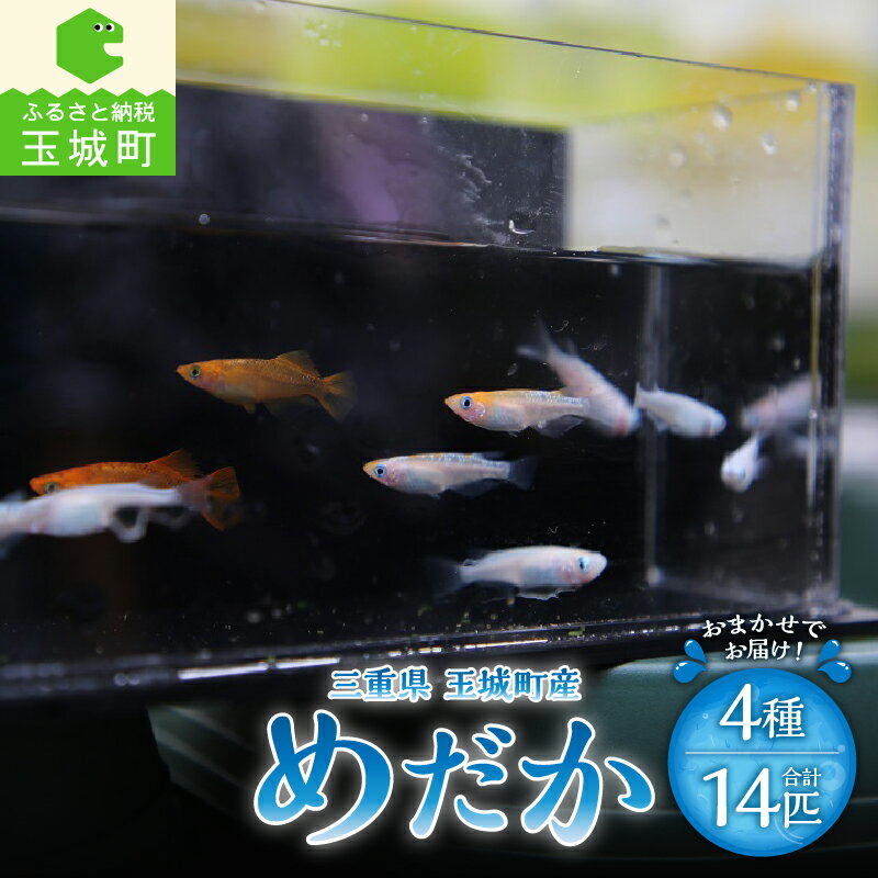 【ふるさと納税】めだか 4種 14匹 メダカ 三重県 玉城町 魚 観賞魚 観賞用 淡水魚 癒し 生き物 淡水 宮川めだかハウス 玉城町観光協会
