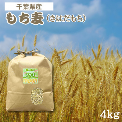 
                  食物繊維たっぷりの『もち麦』(きはだもち) 4kg 千葉県横芝光町産　もち麦ごはん【1522911】
                