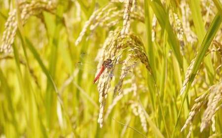 【3ヶ月定期便】 【令和7年産】 たとみ農園のお米 ヒノヒカリ 2kg × 3回 （合計：6kg） お米 米 コメ こめ ご飯 白ご飯 白ごはん 白米 はくまい たとみ農園 山梨県産 国産 単一原料米