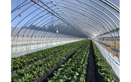 甘熟とちおとめ 30粒 各300g×4p ｜ とちおとめ いちご 苺 栃木県 果物 フルーツ ※北海道・沖縄・離島への配送不可 ※2026年1月上旬～4月中旬頃に順次発送予定