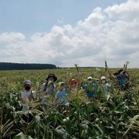 先行受付【十勝ガールズ農場】訳あり 希少品種「ホイップコーン」25本【配送不可地域：離島】【1719277】