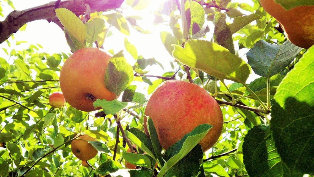 美味しさの秘密はしっかりと完熟した実のみを使用すること。りんご園のすぐ隣にある加工施設でもぎたての完熟リンゴをジュースにします。