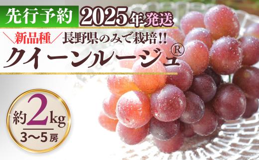  クイーンルージュ®  約2kg ( 3~5房 )｜ 果物 フルーツ 赤ぶどう 葡萄 ブドウ 種無し 種なし 皮ごと 千曲市 長野県 信州