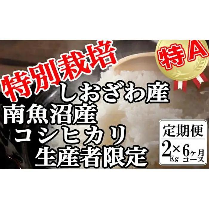 【令和7年産】【定期便：2Kg×6ヶ月】特別栽培 生産者限定  南魚沼しおざわ産コシヒカリ【定期便 銘柄米 ブランド米 精米 こしひかり コシヒカリ 魚沼産 新潟米 産地直送 お米 米 こめ コメ ご飯 御飯 ごはん】
