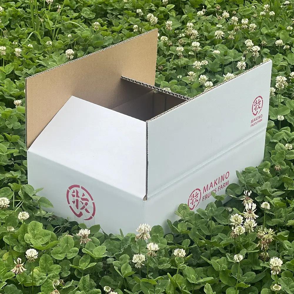 牧野果樹園　長野市産「ぐんま名月」約3kg（8～10玉）  | りんご フルーツ 果物 りんご