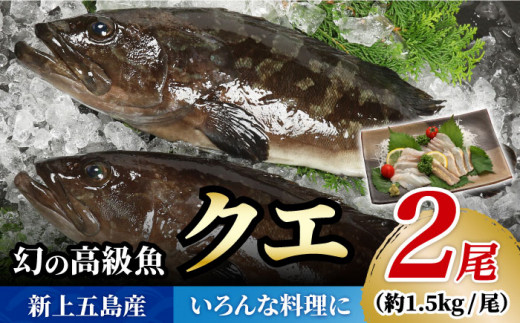 
【幻の超高級魚をご家庭で】 養殖 クエ まるごと 1.5kg×2尾【豊建設株式会社】 [RAE003]
