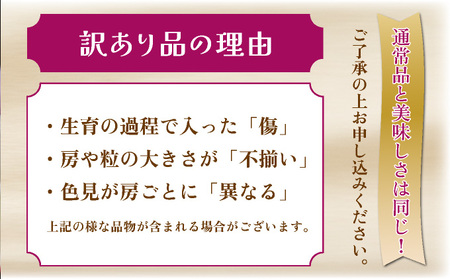 TNBP2 ＜先行予約・訳あり＞ 串間産ピオーネ　計1.0kg以上（2房）種なし【谷口農園】