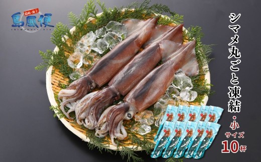 【お徳用】【小10杯】【胴だけで18cm前後】シマメ丸ごと凍結1.3kg【1杯130ｇ】スルメイカ 烏賊 お刺身 おつまみ いかそうめん 冷凍 国産 肝 うり いかわた 塩辛 島根 隠岐